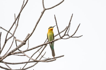 The blue-tailed bee-eater, it breeds in southeastern Asia.