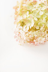 hydrangea flowers on the white background