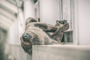 Sloth sleeping on the inside wall of a building