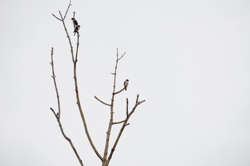 The black-thighed falconet is one of the smallest birds of prey. It is native to Brunei Darussalam, Myanmar, Thailand, Malaysia, Singapore and Indonesia. and vagrant to Sri Lanka.