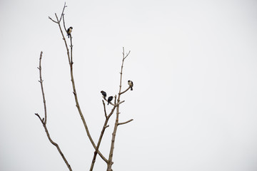 The black-thighed falconet is one of the smallest birds of prey. It is native to Brunei Darussalam, Myanmar, Thailand, Malaysia, Singapore and Indonesia. and vagrant to Sri Lanka.