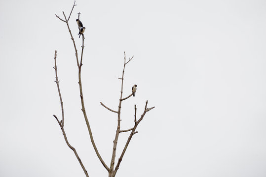 The black-thighed falconet is one of the smallest birds of prey. It is native to Brunei Darussalam, Myanmar, Thailand, Malaysia, Singapore and Indonesia. and vagrant to Sri Lanka.