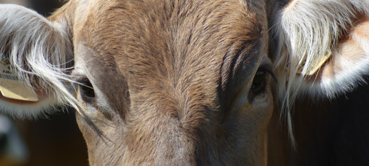 Ritratto di una mucca