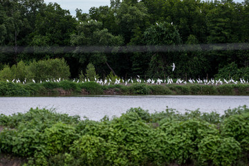 The little egret and cattle egrets are living in rice field in petchburi, Thailand