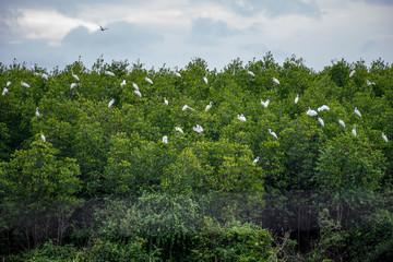 The little egret and cattle egrets are living in rice field in petchburi, Thailand