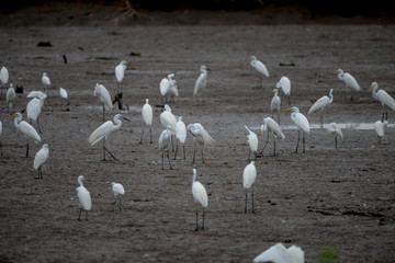 The little egret and cattle egrets are living in rice field in petchburi, Thailand