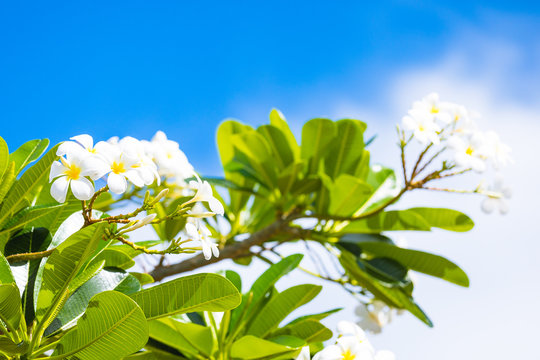 White and yellow frangipani flowers with blue sky in background