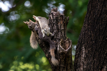 squirrel on the tree
