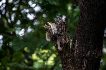 squirrel on the tree