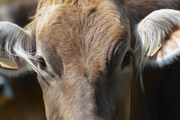 Ritratto di una mucca