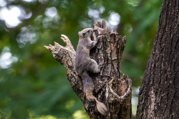 squirrel on the tree