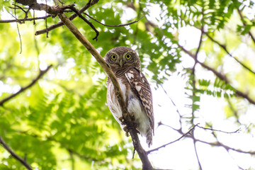 The Asian barred owlet is a species of true owl, resident in northern parts of the Indian Subcontinent and parts of Southeast Asia.