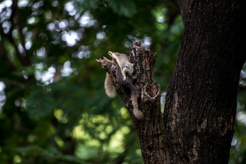 Obraz premium squirrel on the tree