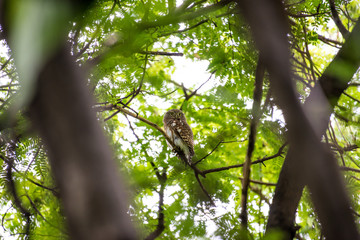The Asian barred owlet is a species of true owl, resident in northern parts of the Indian Subcontinent and parts of Southeast Asia.