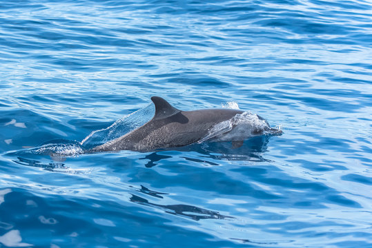 Pan tropical spotted dolphin, dolphin swimming in blue sea
