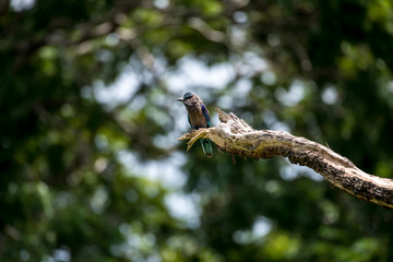 Indian roller or Blue jay bird