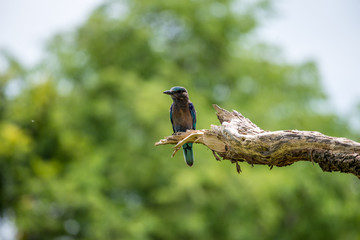 Indian roller or Blue jay bird