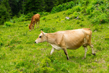 Cattle on a Field Highland Rize, Turkey