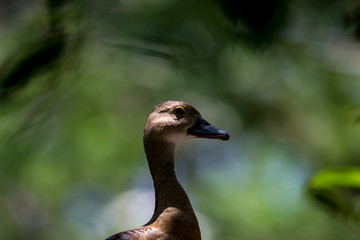 Lesser Whistling Duck