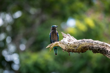 Indian roller or Blue jay bird