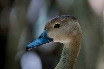 Lesser Whistling Duck