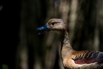 Lesser Whistling Duck