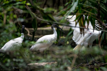 Black-headed ibis