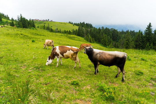 Cattle on a Field Highland Rize, Turkey