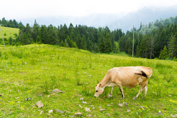 Fototapeta premium Cattle on a Field Highland Rize, Turkey