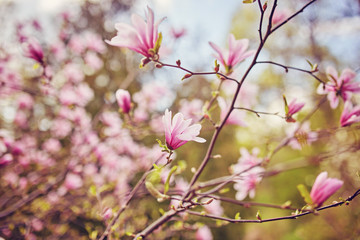 Flower Magnolia flowering against a background of flowers. Spring flower.