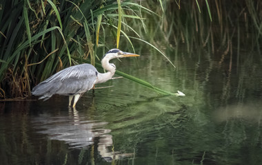 Fischreiher im See