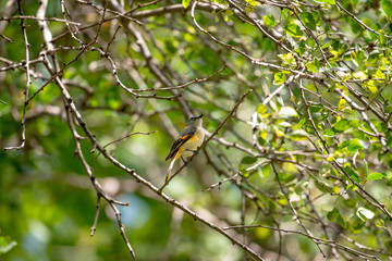 The small minivet is a small passerine bird. This minivet is found in tropical southern Asia