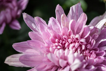 Purple chrysanthemum flowers