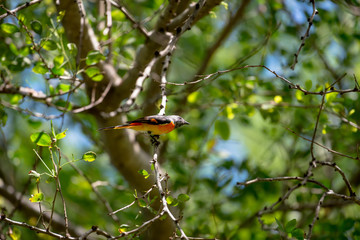 The small minivet is a small passerine bird. This minivet is found in tropical southern Asia