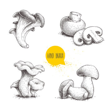 Hand drawn sketch style mushrooms compositions set. Champignon with cuts, oysters, chanterelles and porcini mushrooms. Organic fresh farm food vector illustrations isolated on white background.