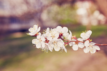 Blossoming of the apricot tree in spring time with white beautiful flowers.