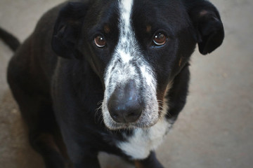 beautiful mixed color dog looks sad and hungry