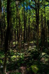 Boxwood Forest. Rize - Turkey