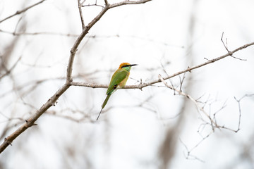 The green bee-eater or little green bee-eater is a near passerine bird in the bee-eater family.