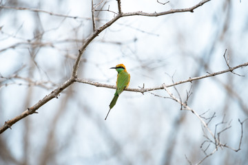 The green bee-eater or little green bee-eater is a near passerine bird in the bee-eater family.