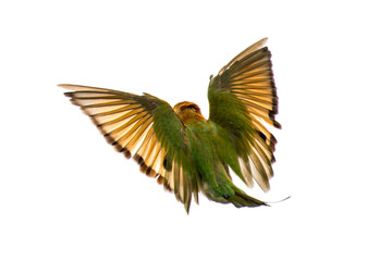 The green bee-eater or little green bee-eater is a near passerine bird in the bee-eater family.