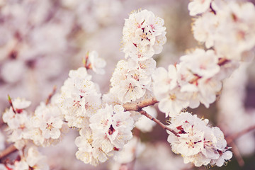 The beautiful blooming branch