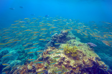 Naklejka na ściany i meble Big school of bright yellow fishes swimming through deep blue sea near coral reef area at Redang island, Malaysia