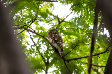 The Asian barred owlet is a species of true owl, resident in northern parts of the Indian Subcontinent and parts of Southeast Asia.