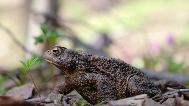 Bufo bufo or European toad sitting in spring forest