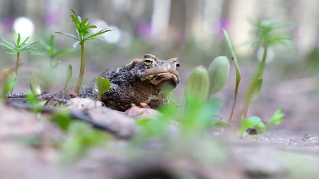 Bufo bufo or European toad sitting in spring forest