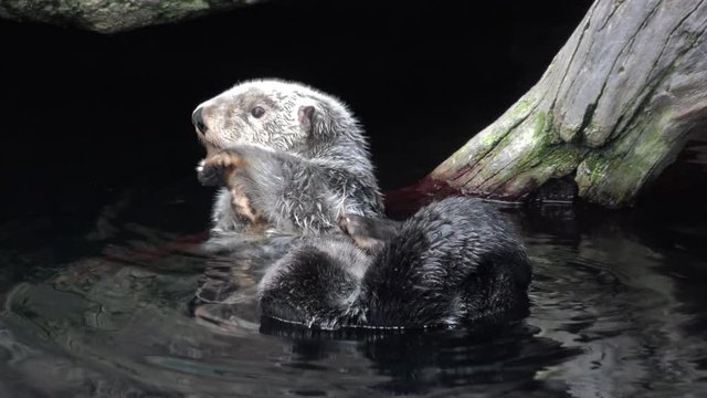Kalan Sea otter swim on back in water and licking paw