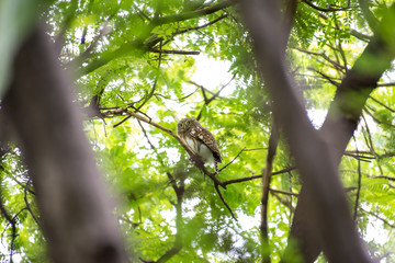 The Asian barred owlet is a species of true owl, resident in northern parts of the Indian Subcontinent and parts of Southeast Asia.