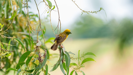 Asian golden weaver