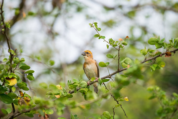 Asian golden weaver